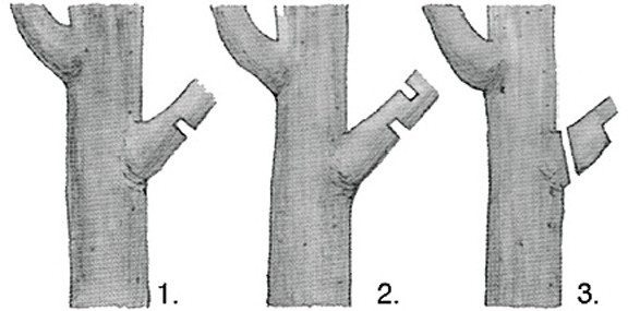  Another illustration of proper limb pruning. (click in image to see full-size image)