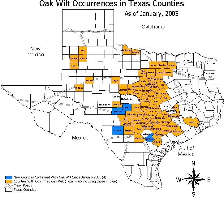 Oak Wilt occurrences in Texas counties. (click in image to see full-size image)