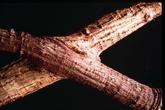 Live Oak roots from separate trees grafted together. This is the primary way that Oak Wilt spreads from tree-to-tree. (click in image to see full-size image)