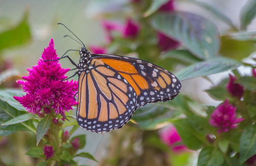 Mariposa monarca en flor rosa