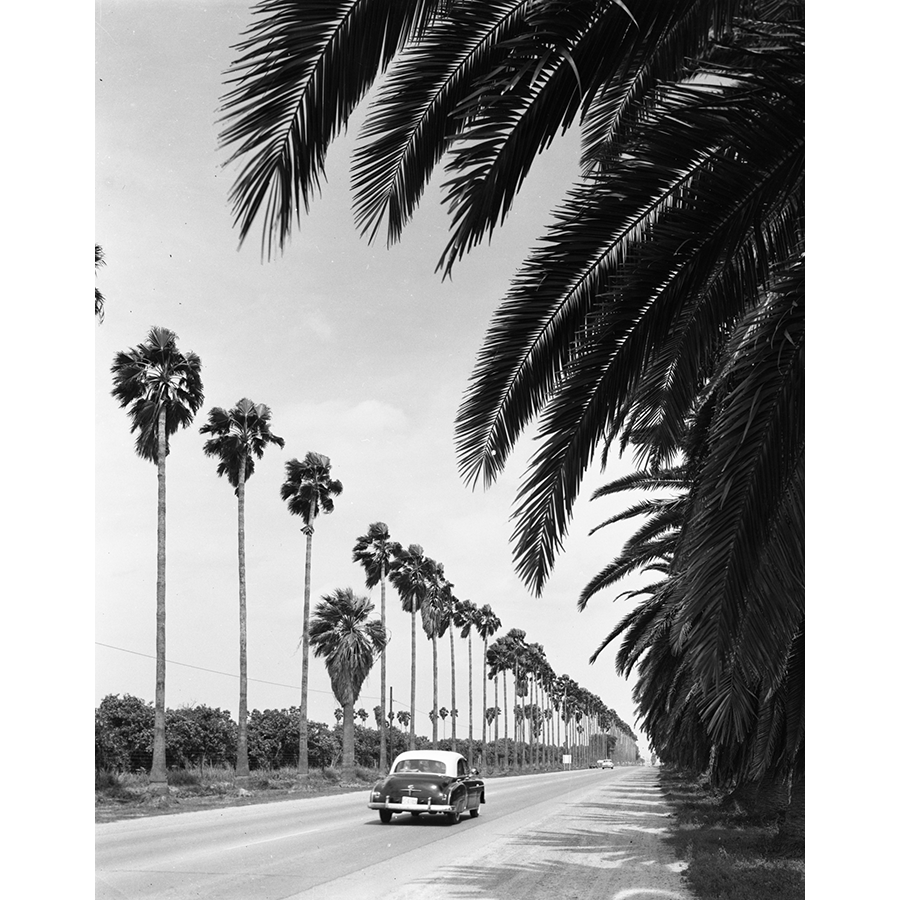 Palm trees line U.S. Highway 281